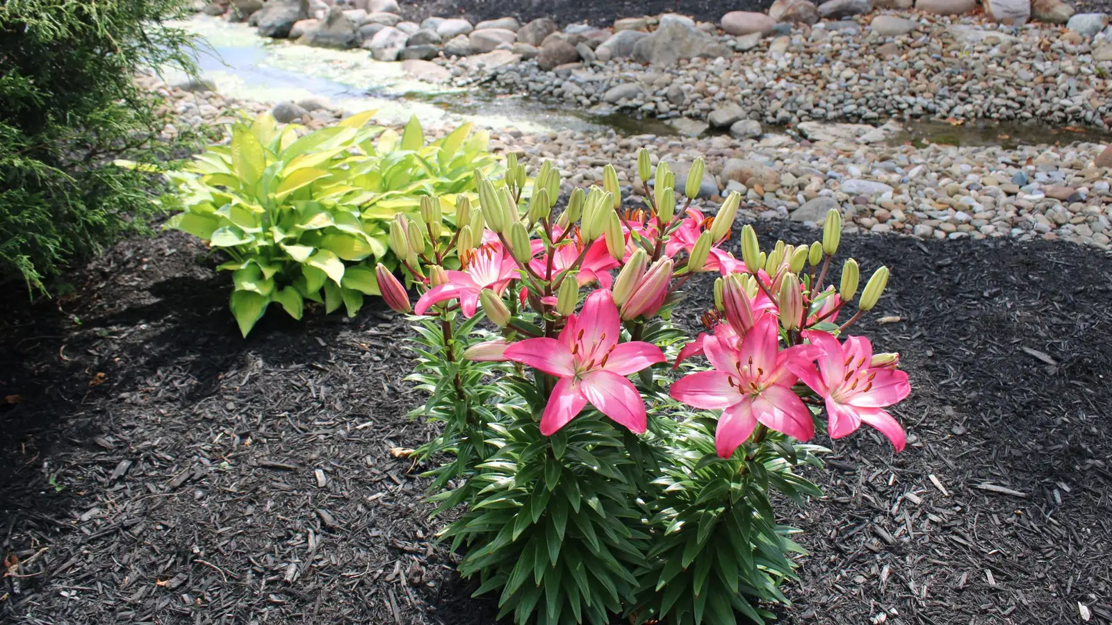 Lilies and hostas in a dark-mulched bed edged with river stone