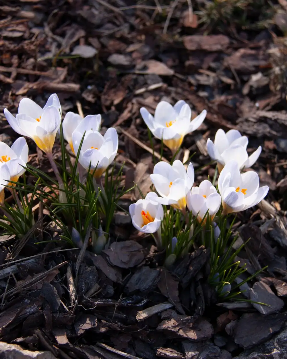 Crocuses opening through dark mulch in early spring