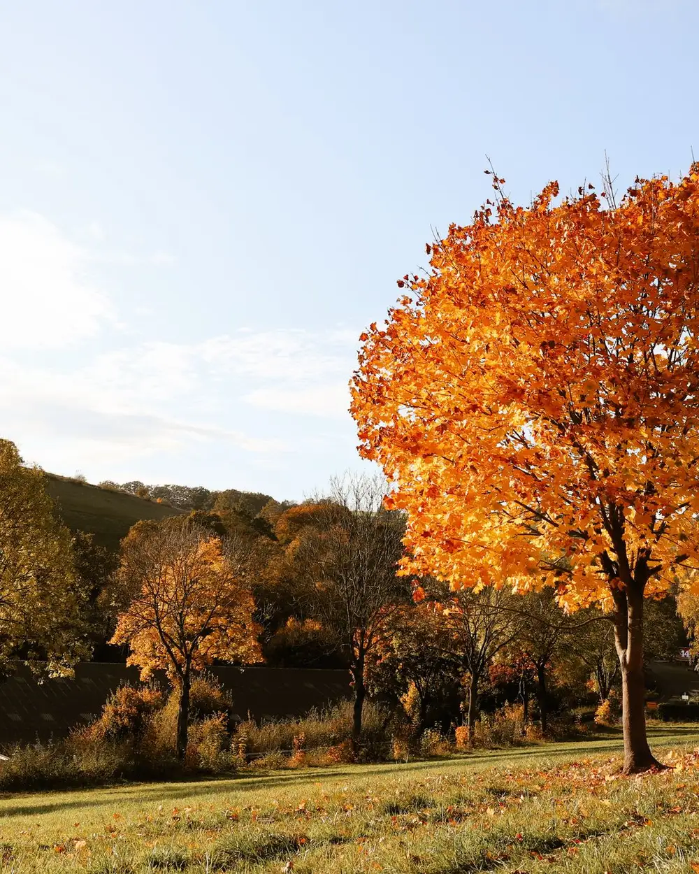 A maple in full autumn colour at the edge of an open field