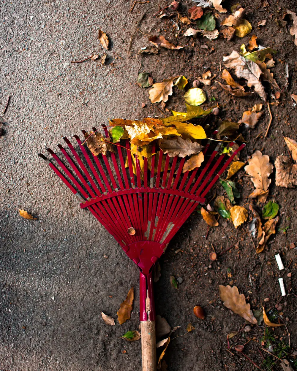 Fallen leaves raked into a pile on the lawn