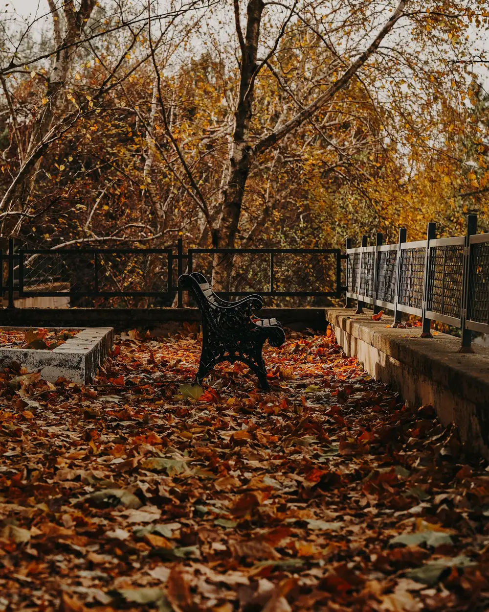 A back yard under a heavy layer of fallen autumn leaves