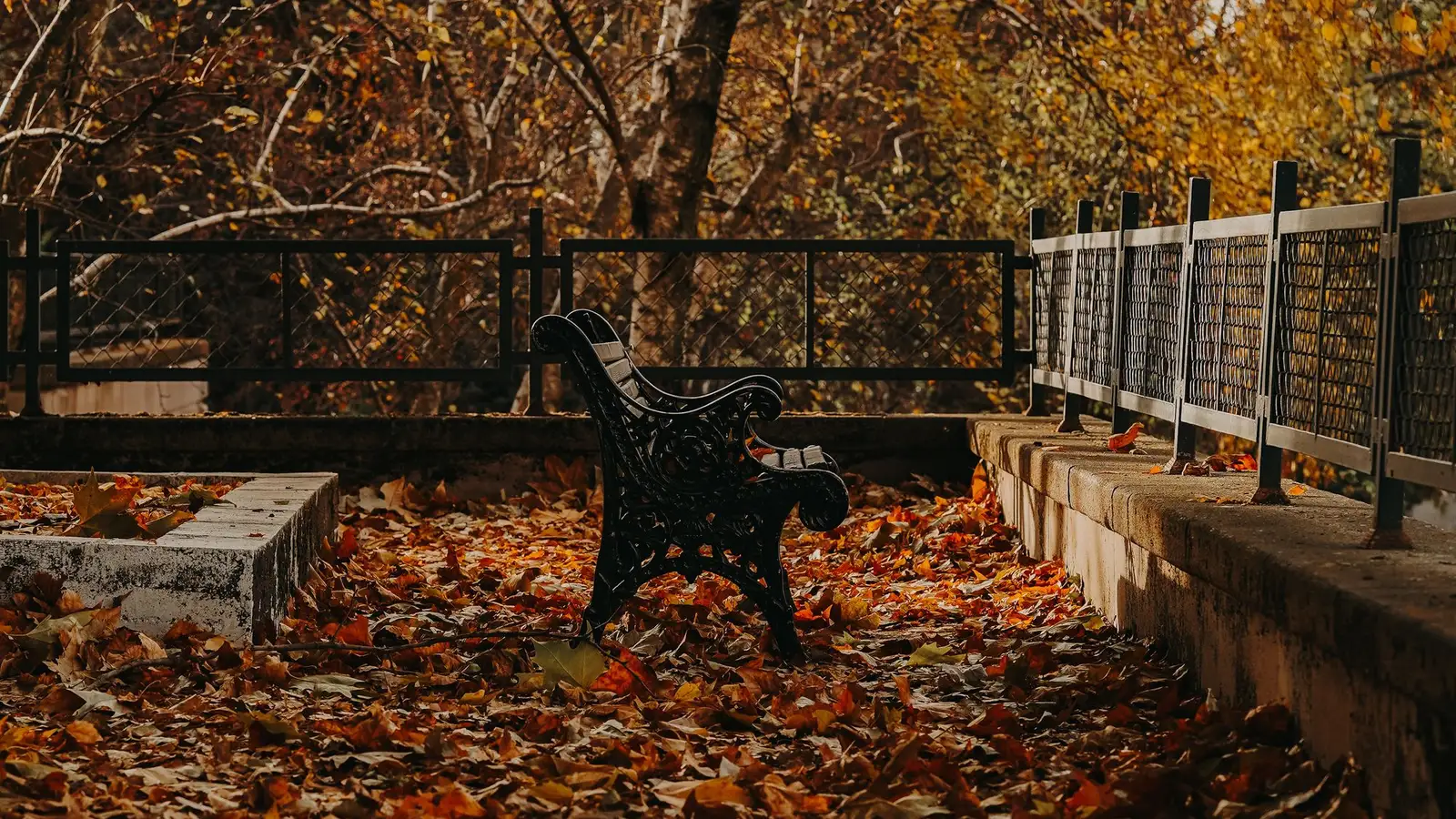 A back yard under a heavy layer of fallen autumn leaves