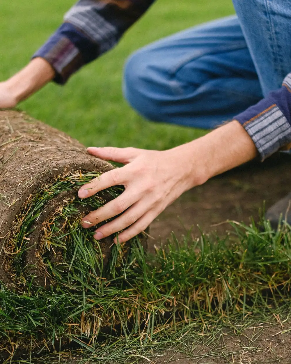 A roll of sod being laid out over prepared soil