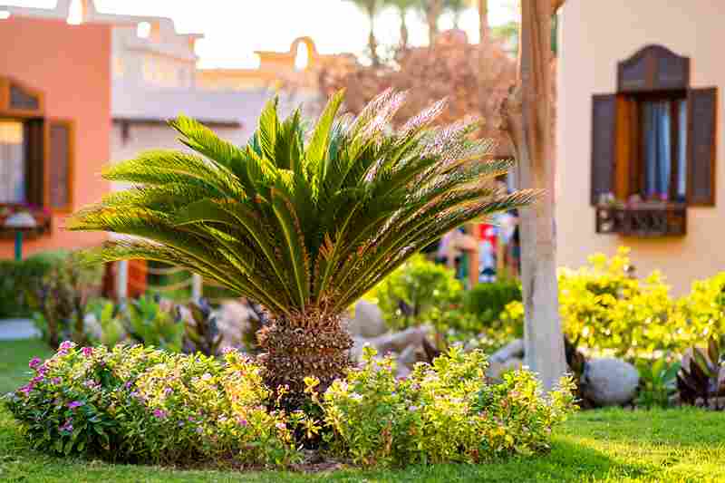 landscaping ideas for front yard