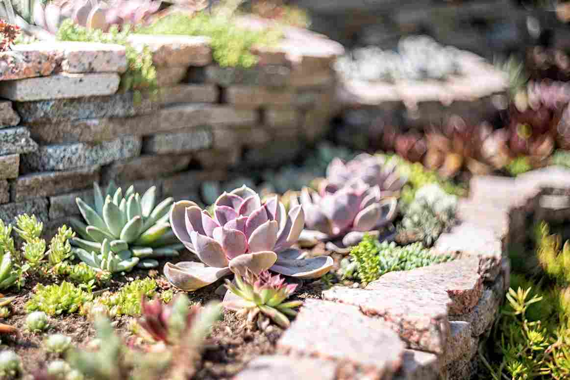 what is hardscape and softscape