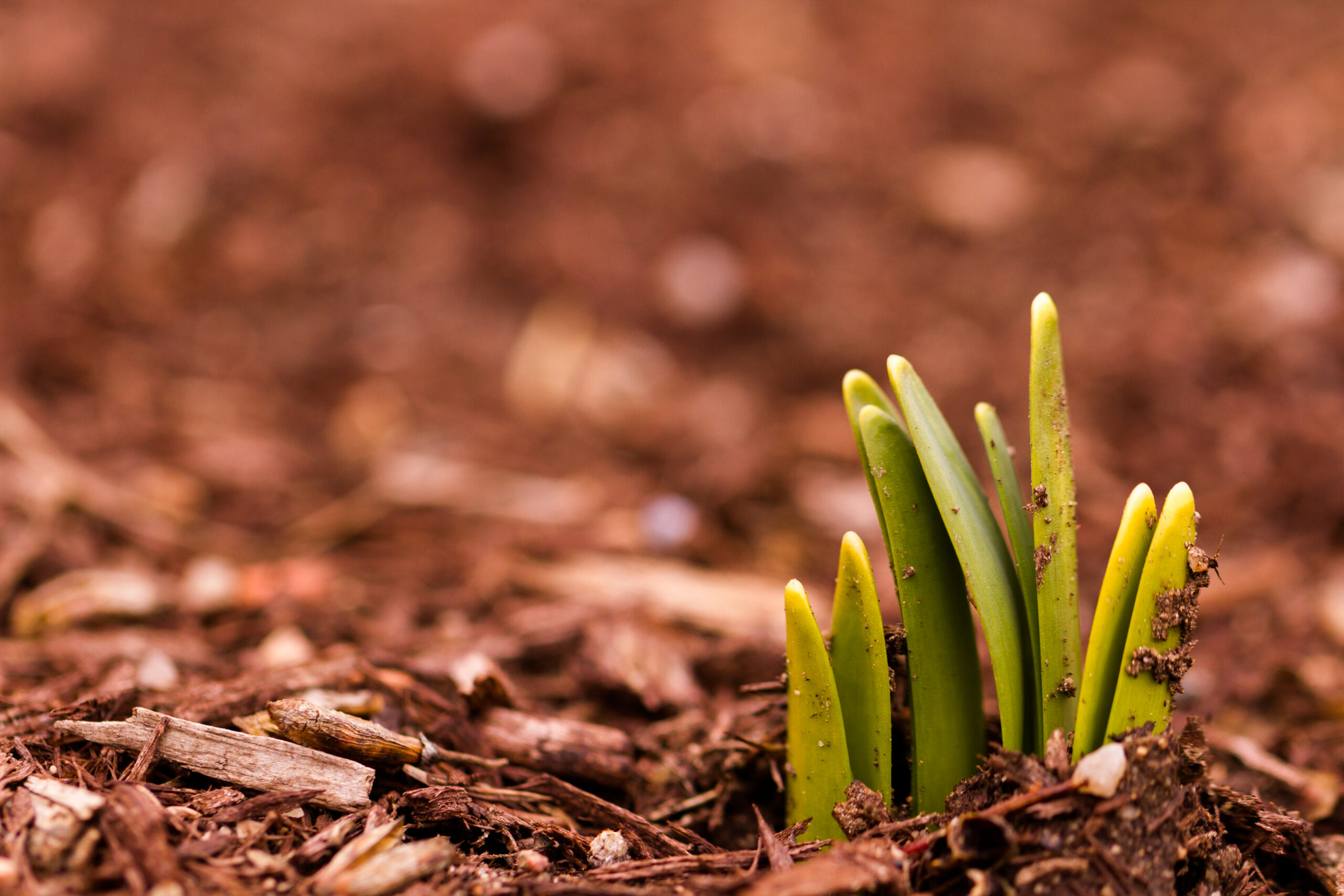 Learn how much mulch you need for your Ithaca property, with depth guidelines, coverage math, and local factors that affect total volume.